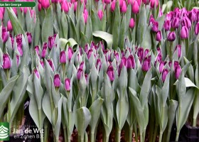 Tulipa San George ® (1)